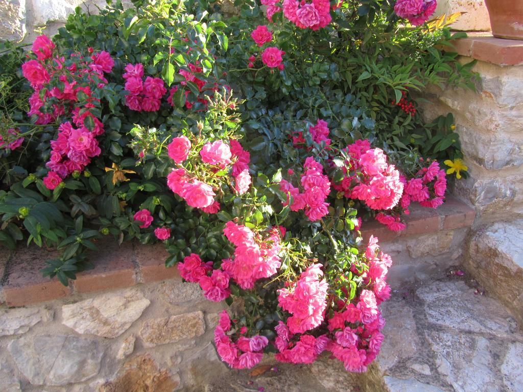 Agriturismo Borghetto Il Montino Rapolano Terme Exteriér fotografie